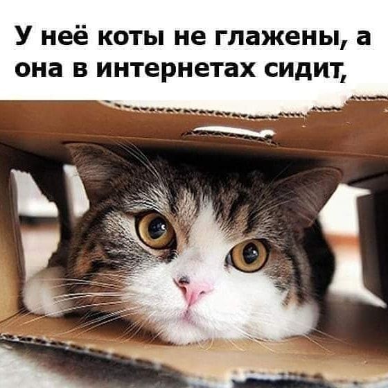 У неё коты не гпажены а она в интернетах сидит