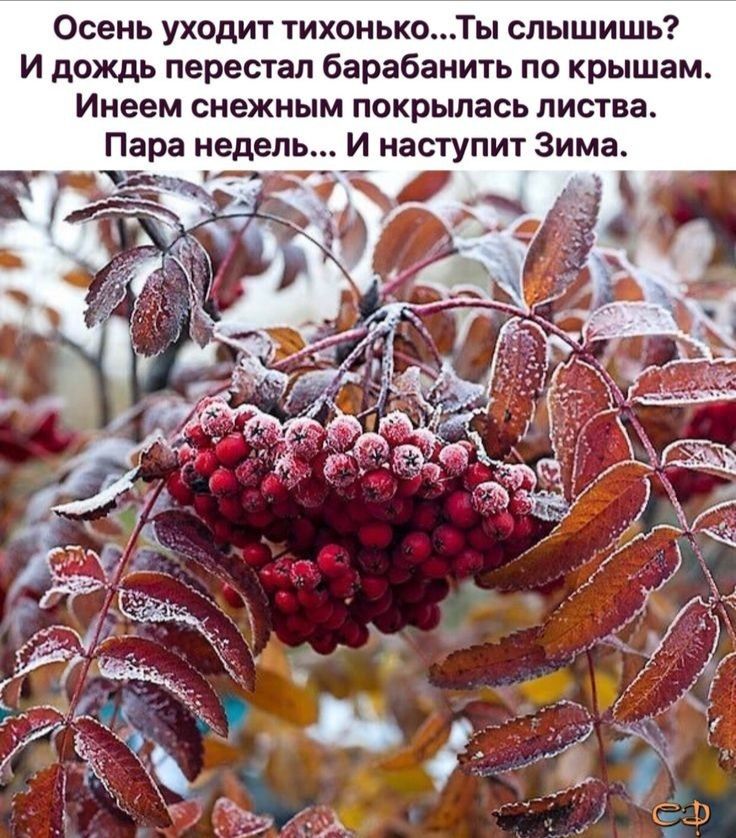 Осень уходит тихонькоТы слышишь И дождь перестал барабанить по крышам Инеем снежным покрылась листва Пара недель И наступит Зима