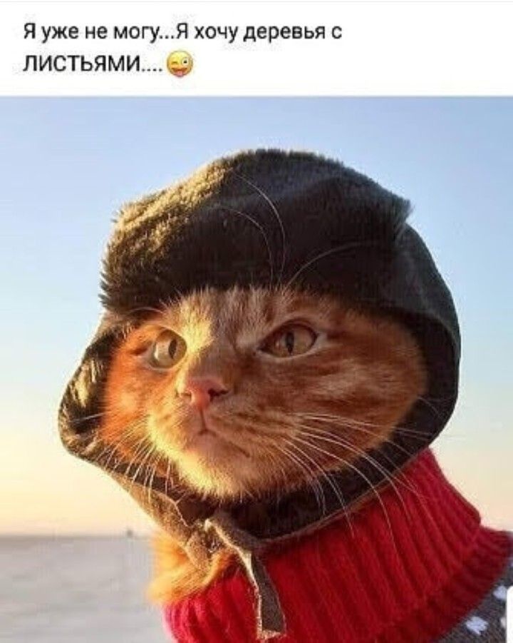 Я уже не могуЯ хочу деревья с листьями