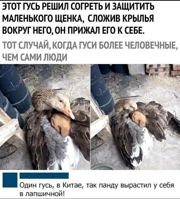 ЭТОТ ГУСЬ РЕШИЛ СОГРЕТЬ И ЗАЩИТИТЬ МАЛЕНЬКОГО ЩЕНКА СЛОЖИВ КРЫЛЬЯ ВОКРУГ НЕГООН ПРИЖАЛ ЕГО К СЕБЕ ТОТ СЛУЧАЙ КОГДА ГУСИ БОЛЕЕ ЧЕЛОВЕЧНЫЕ ЧЕМ САМИ ЛЮДИ Один гусь в Китае так панду вырастил у себя в лапшичной
