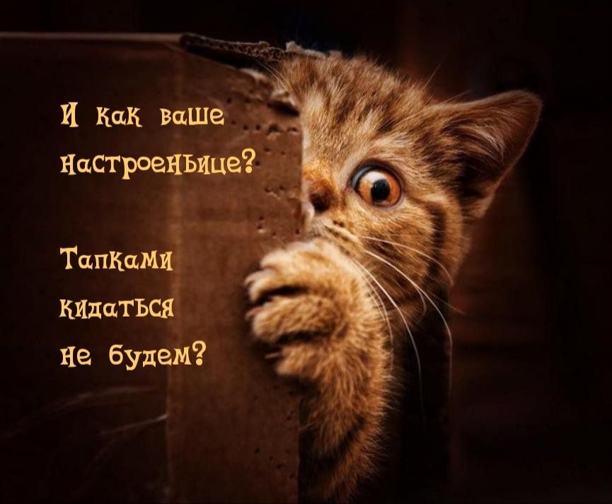 Толкамя  кидатъся не будем