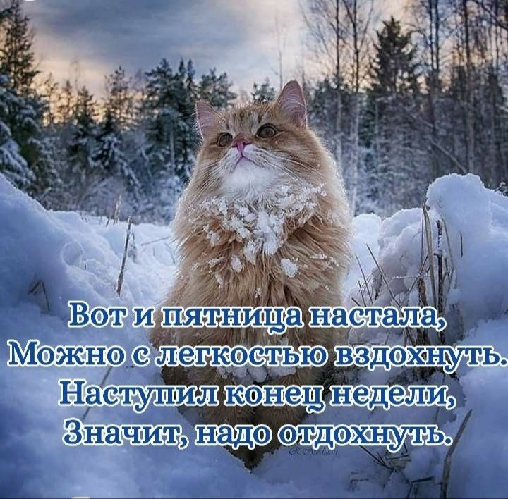 Можйъс нас'ил