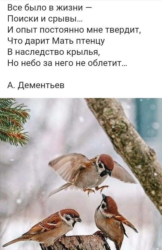 Все было в жизни Поиски и срывы И опыт постоянно мне твердит Что дарит Мать птенцу В наследство крылья Но небо за него не облетит А дементьев Ё Ь