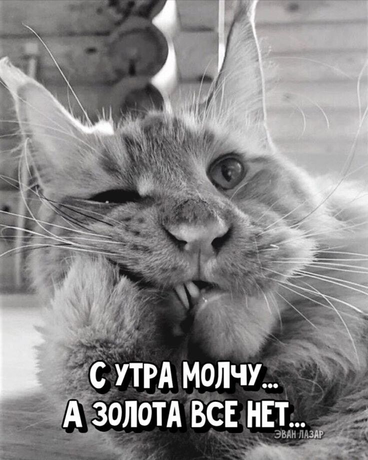 а с_ утвА молчу золотА ВСЕ НЕТ _ _ _