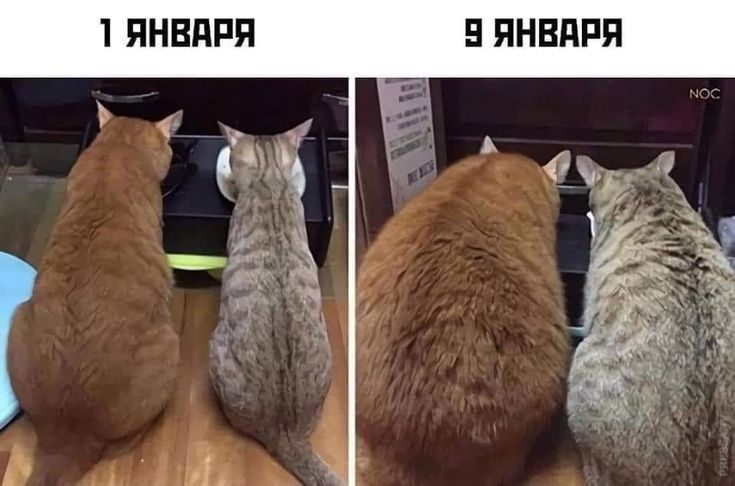 я П П В Н я П ЯНВПРП