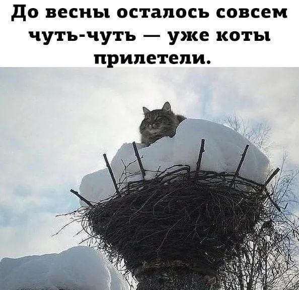До весны осталось совсем чутьчуть  уже коты прилетели.