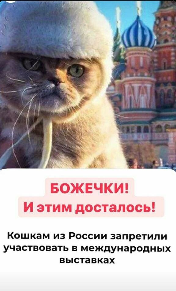 Кошкам из России запретили участвовать в международных выставках