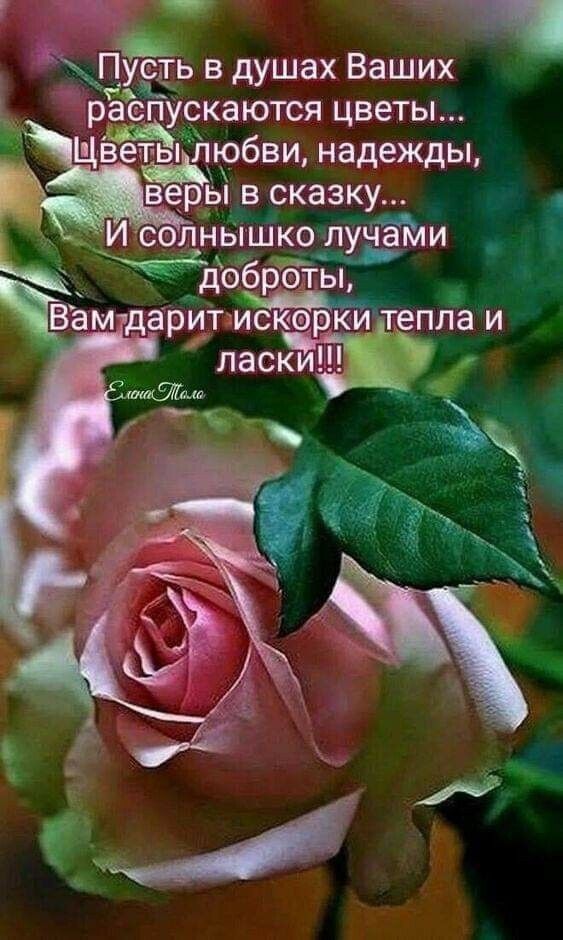 СТЬ В душах ВЭШИХ распускаются ЦВЕТЫ Щветьчлюбви надежды веры в сказку