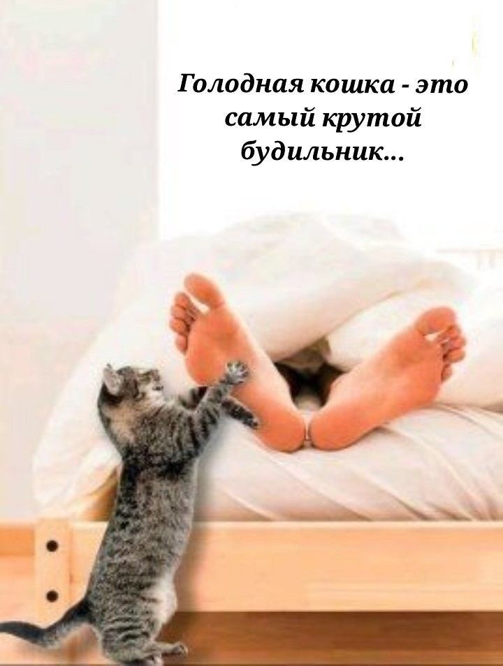 Голодная кошка это самый крутой будильник