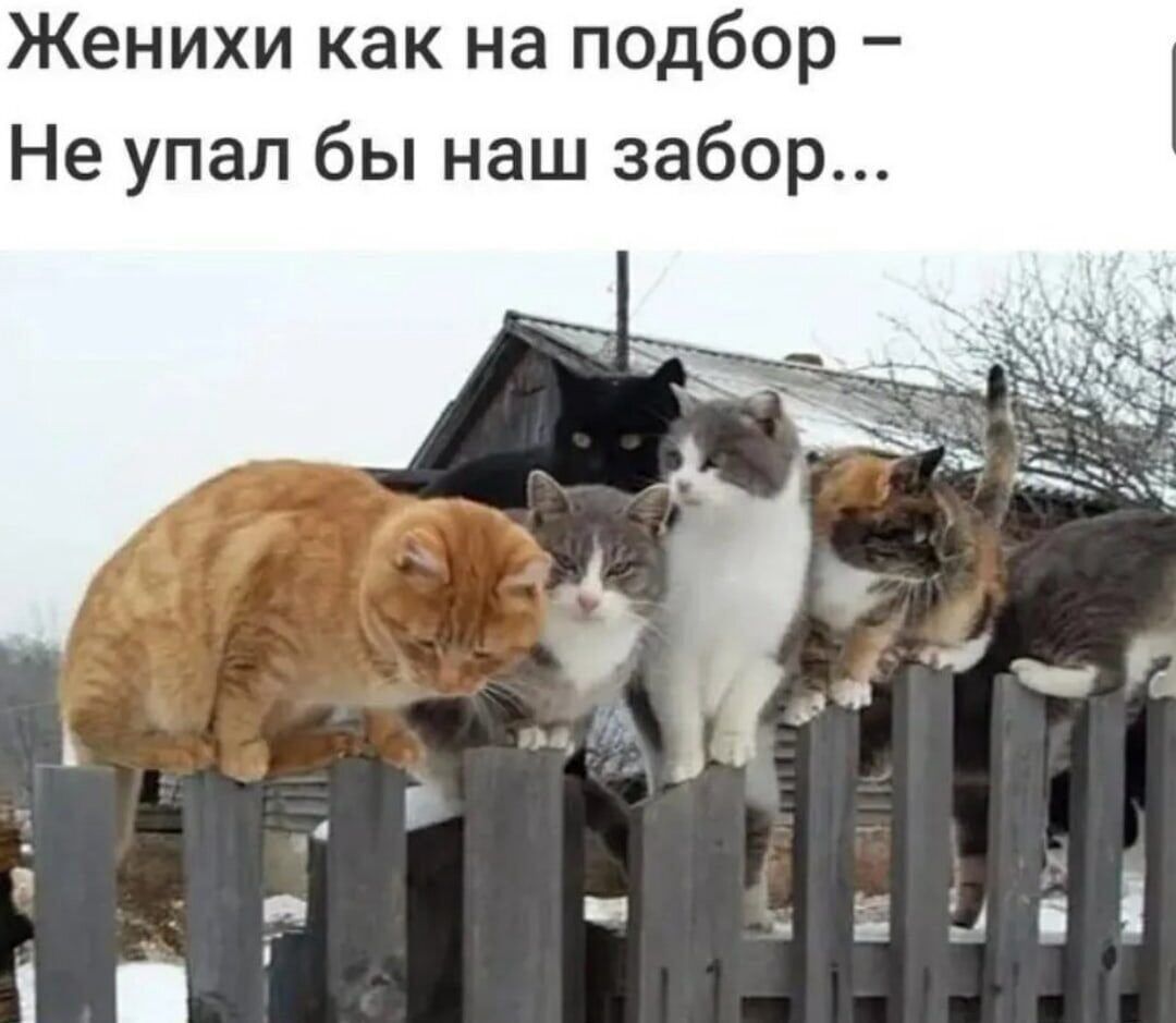 Женихи как на подбор Не упал бы наш забор