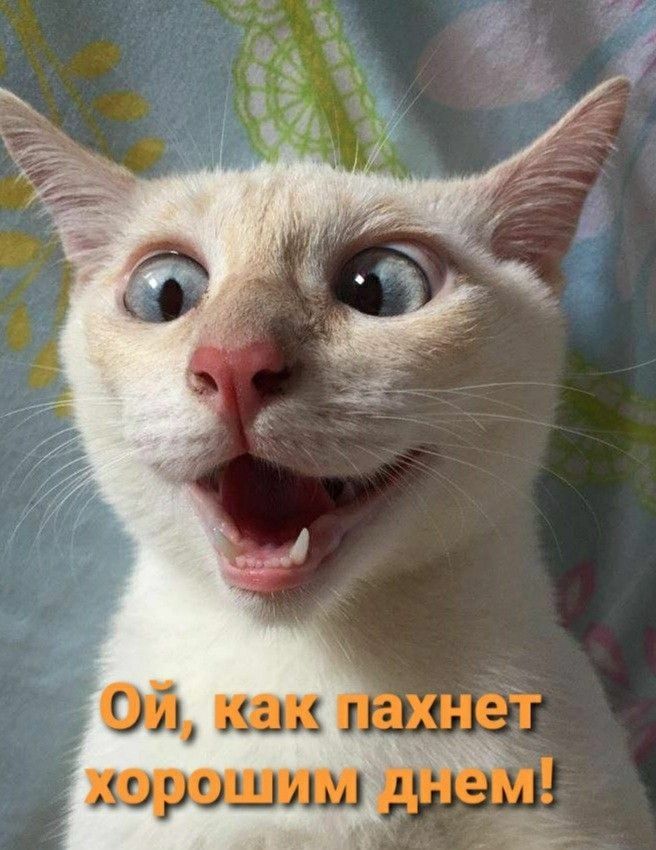 ОЛ 3333 хент шришлш