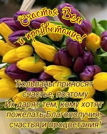 Тюльпань ри сят СЧЭСТЬЕ ПОЭТФ