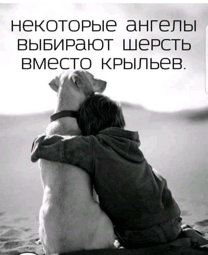 НЕКОТОРЫЕ ангелы ВЫБИРЭЮТ ШЕРСТЬ ВМЕСТО КРЫПЬЕВ
