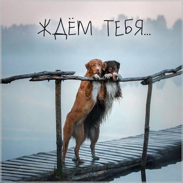 ЖДЕМ шэя