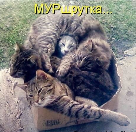 Р о ж Ц _і рг