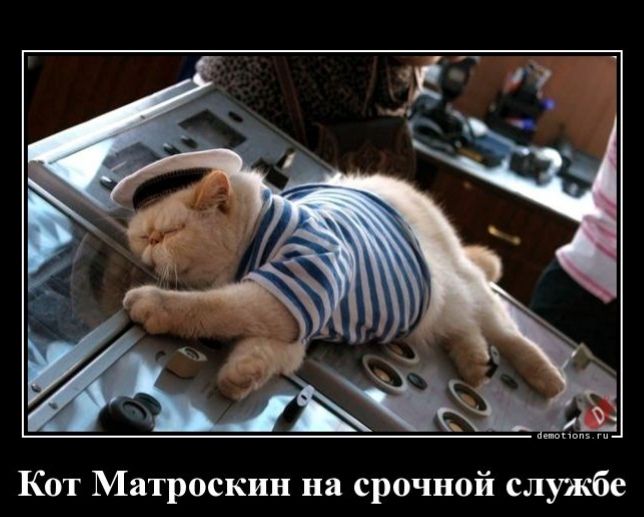 Кот Матроскин на срочной службе