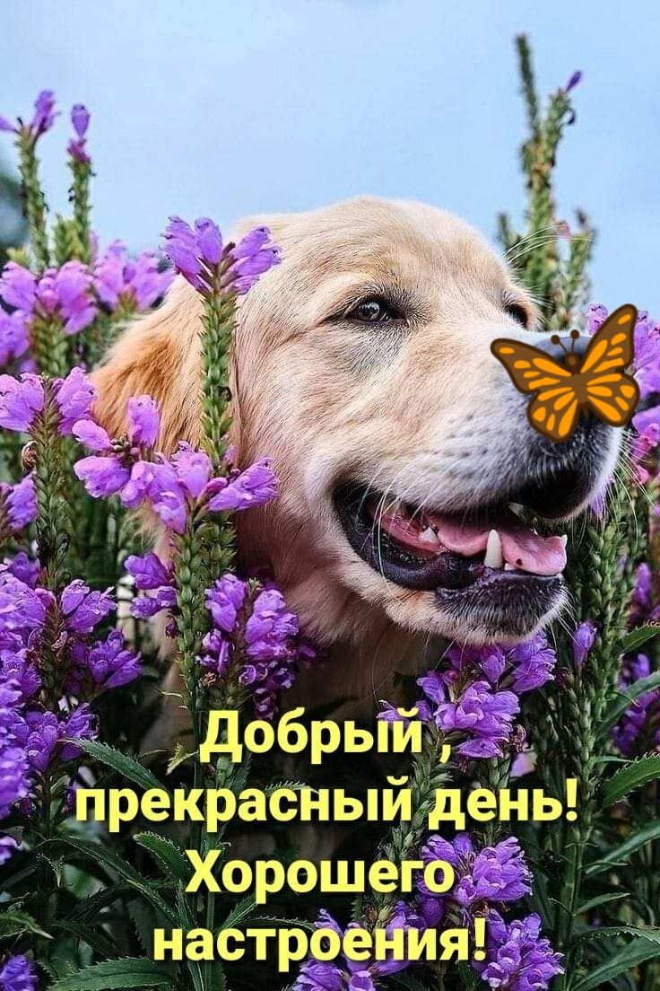 ітрекрасный дёньі Хорошёгіэ настрЁЁЁИЯдЁ