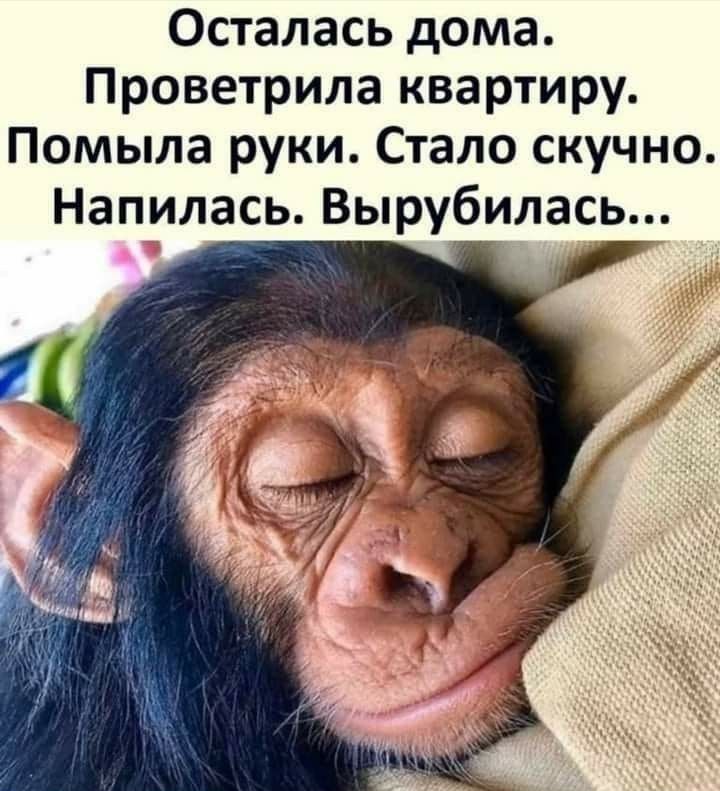 Осталась дома Проветрила квартиру Помыла руки Стало скучно Напилась Вырубилась