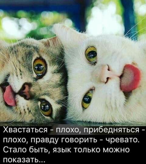 Хвастаться плохо прибёдняться плохо правду говорить чревато Стало быть язык только можно показать