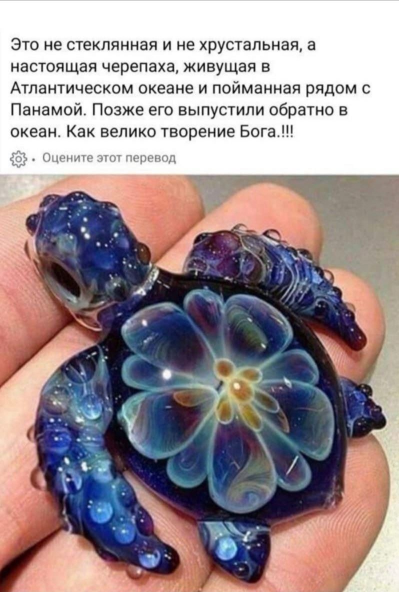 Это не стеклянная и не хрустальная а настоящая черепаха живущая в Атлантическом океане и пойманная рядом Панамой Позже его выпустили обратно в океан Как велико творение Бога п и то пт пйргппд