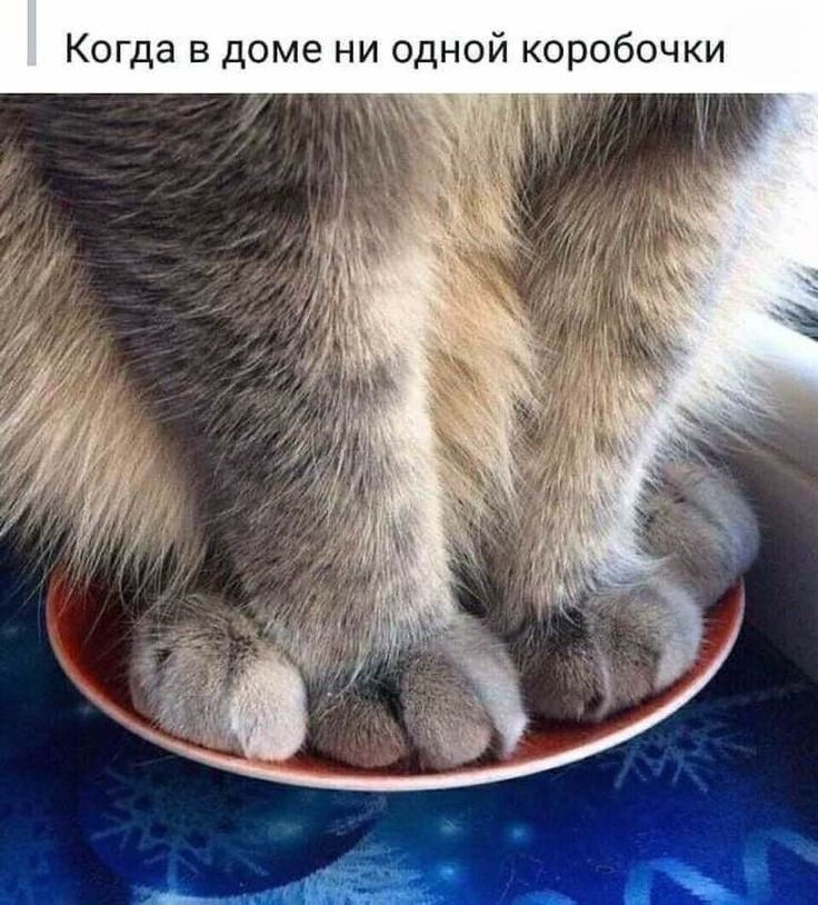 Когда в доме ни одной коробочки