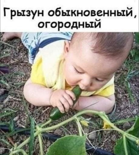 Грызун обыкновенный огородный