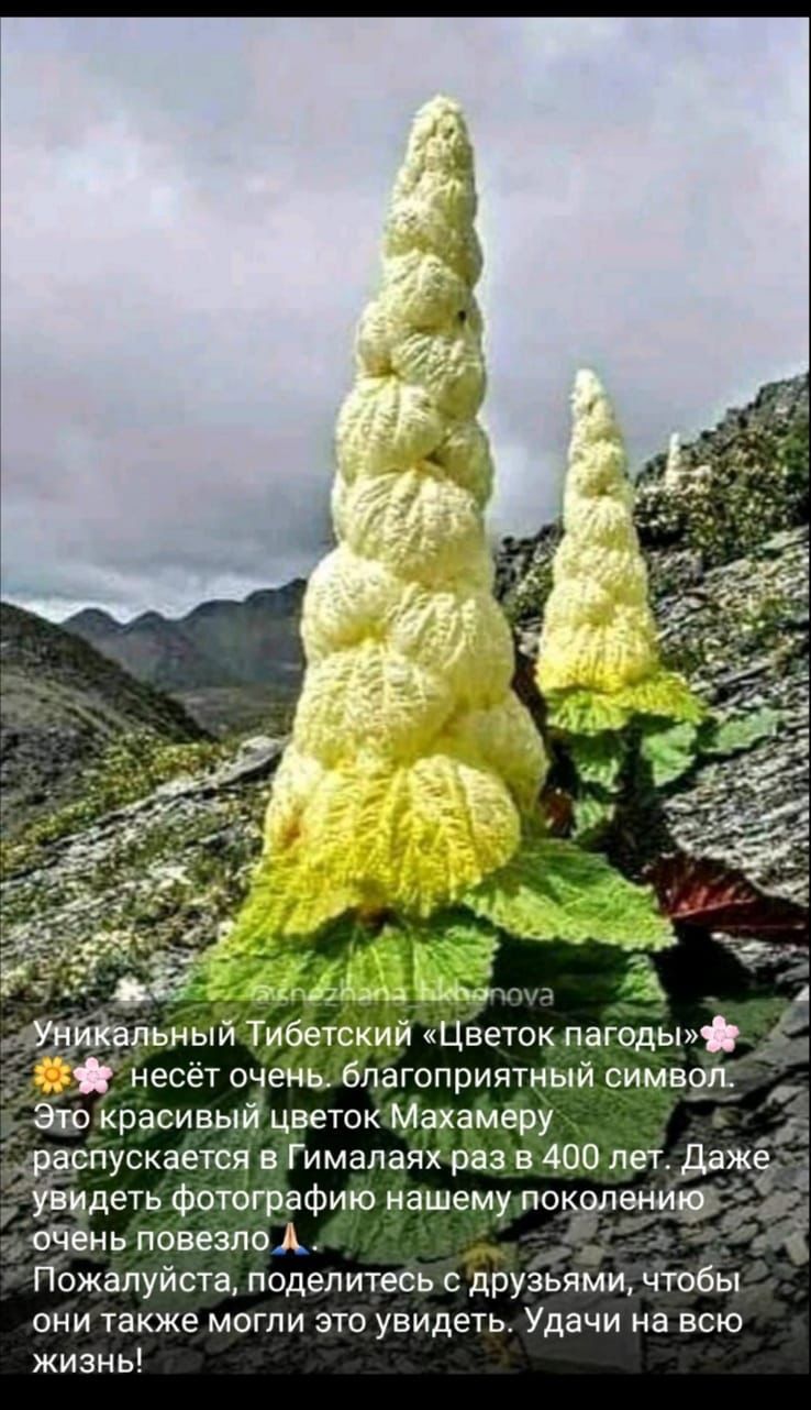 веток а імёру Гималаях рёваЩОлет дажег афию нашему покол очень пове оА Пожалуйста поделитесьсдрузьями чтобы они также могли это увидеть Удачи на всю жизнь