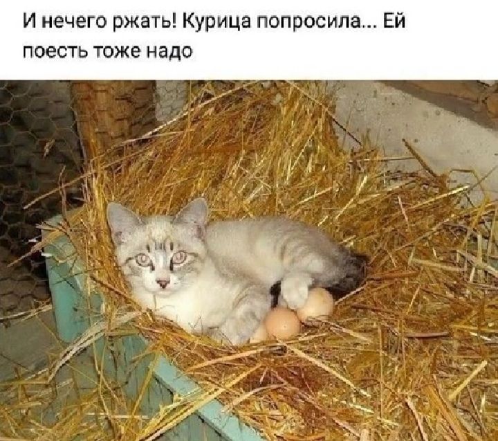 И нечего ржать Курица попросила Ей поесть тоже надо