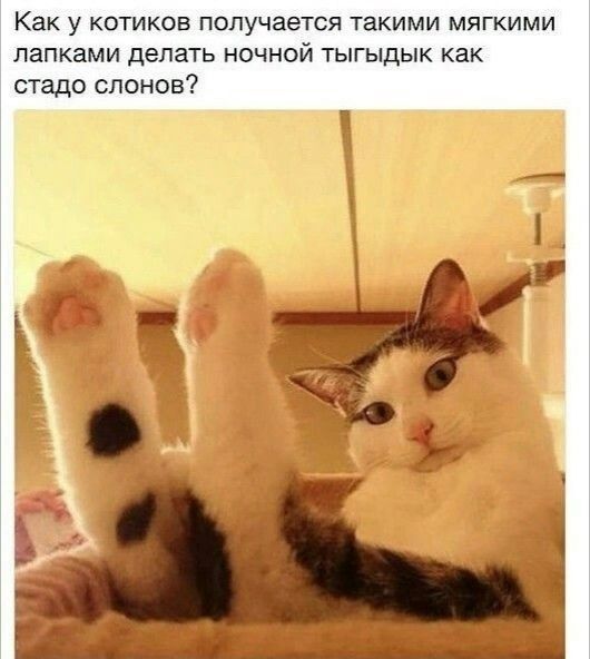 Как у КОТИКОЕ получается ТЗКИМИ МЯГКИМИ лапками делать ночной тыгыдык как стадо слонов