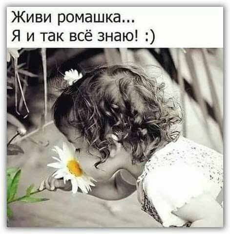 Живи ромашка Я и так всё знаю