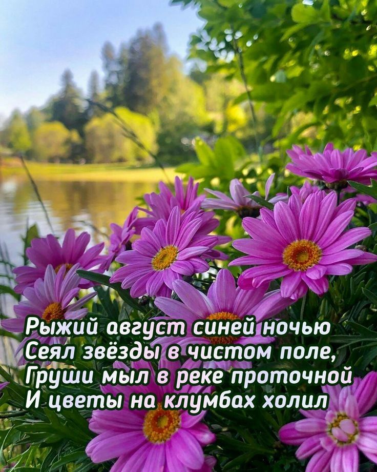 Рыжий август синейёночью Сеял звёздьдв чистом поле Груиіи мыл в ре_ке проточной И цветы на клумбах холил