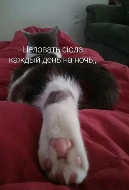 лов сюда ка Й ден на ночь