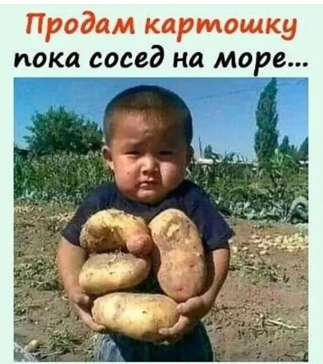 Продам картошку