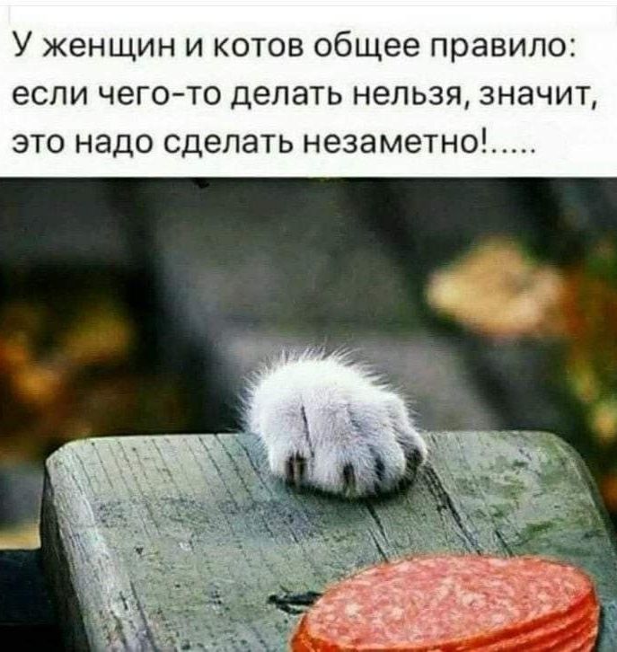 У женщин и котов общее правило если чегото делать нельзя значит это надо сделать незаметно