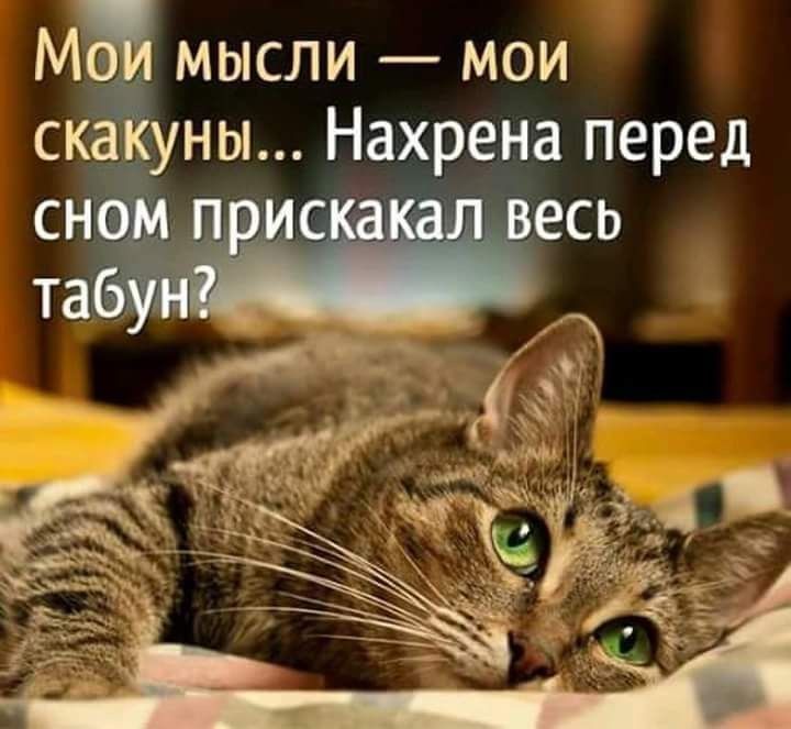 М мысли мои ска уны Нахрена перед есь