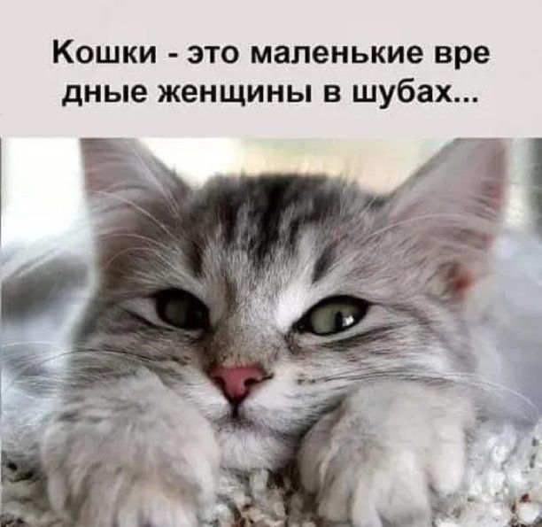 КОШКИ ЭТО маленькие вре дные женщины В шубах 4