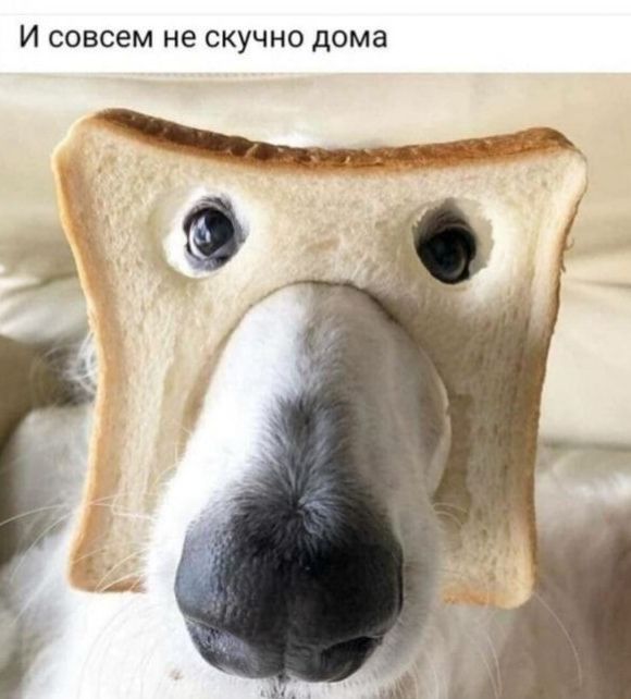 И совсем не скучно дома