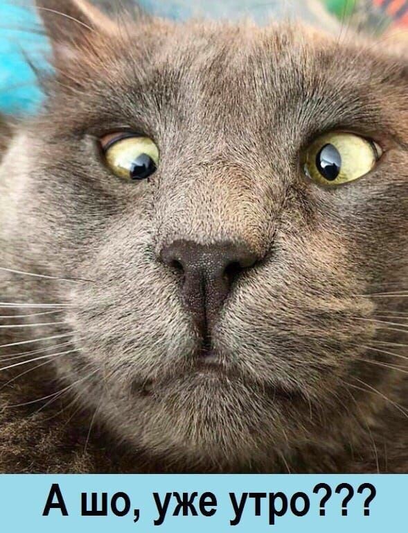 А шо уже утро