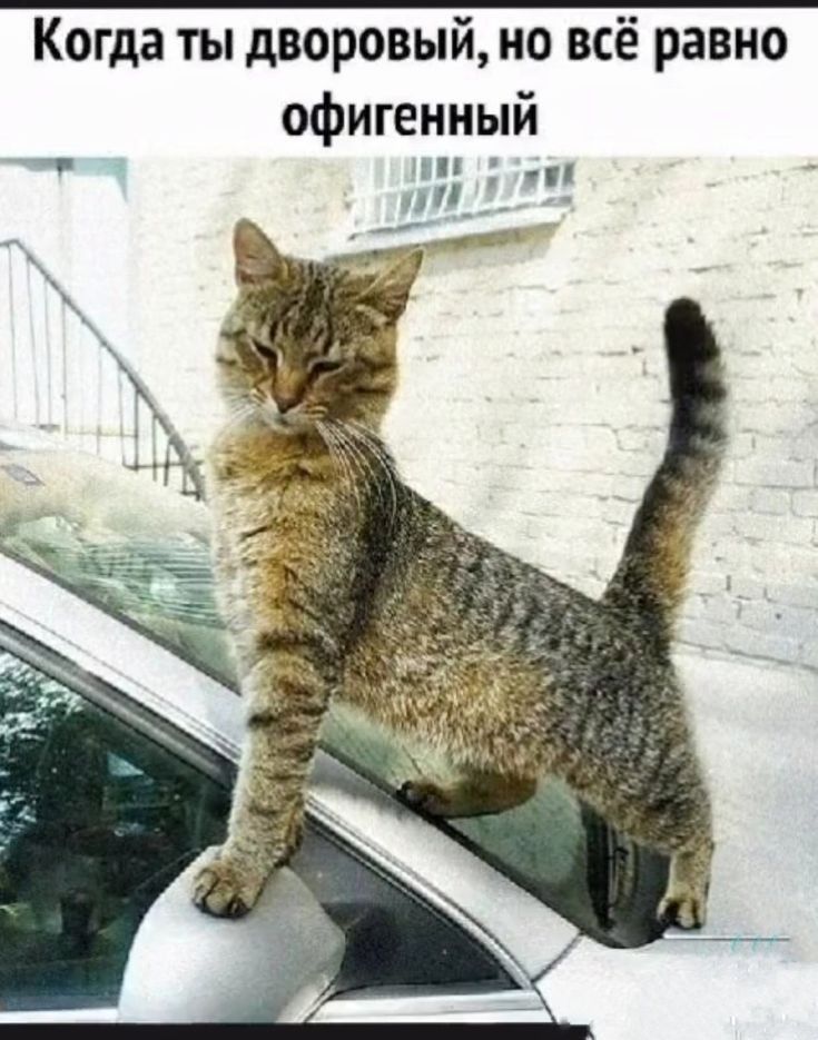 Когда ты дворовый но всё равно офигенный