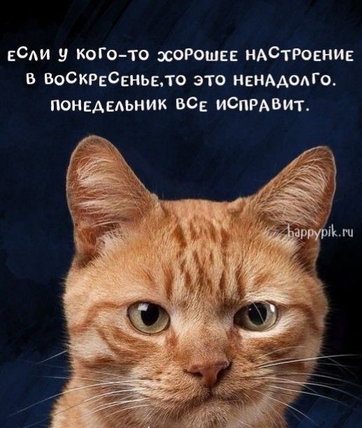 всди у ксюто хороши нАСтювни в ВОСКРЕСЕНЬЕПО это нвимодщ понедельник ВС ИСпмвит
