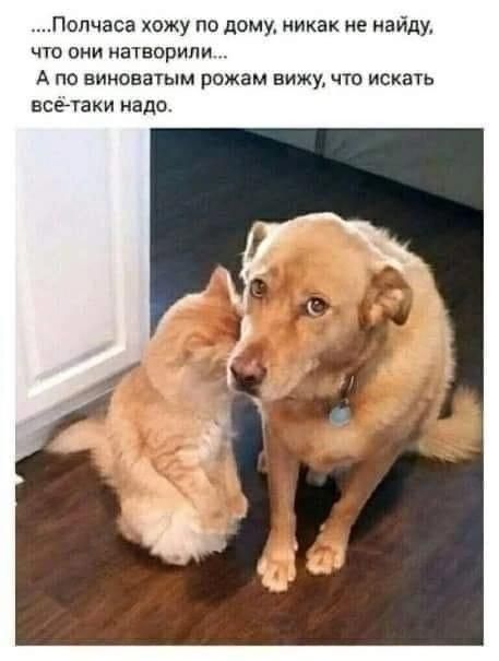 Полчаса хожу по дому никак не найду ЧТО ОНИ натворили А по виноватым рожам вижу что искать все таки надо