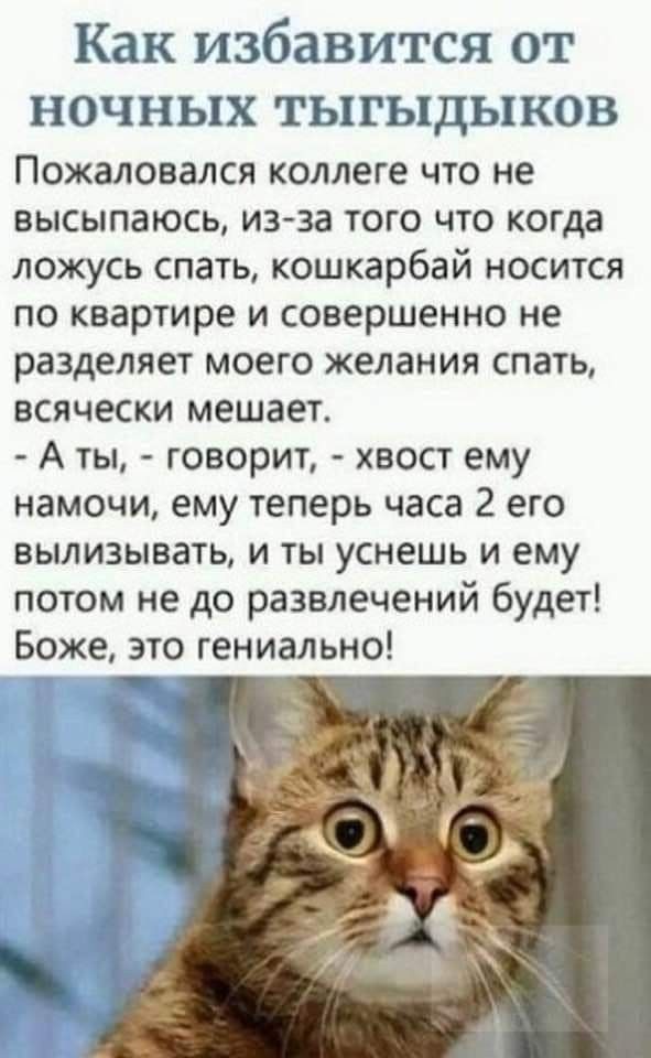 Как избавится от НОЧНЬХХ ТЬПЬПДЬЦКОВ Пожаловался коллеге что не высыпаюсь изза того что когда ложусъ спать кошкарбай носится по квартире и совершенно не разделяет моего желания спать всячески мешает А ты говорит хвост ему намочи ему теперь часа 2 его вылизывать и ты уснешь и ему потом не до развлечений будет Боже это гениально