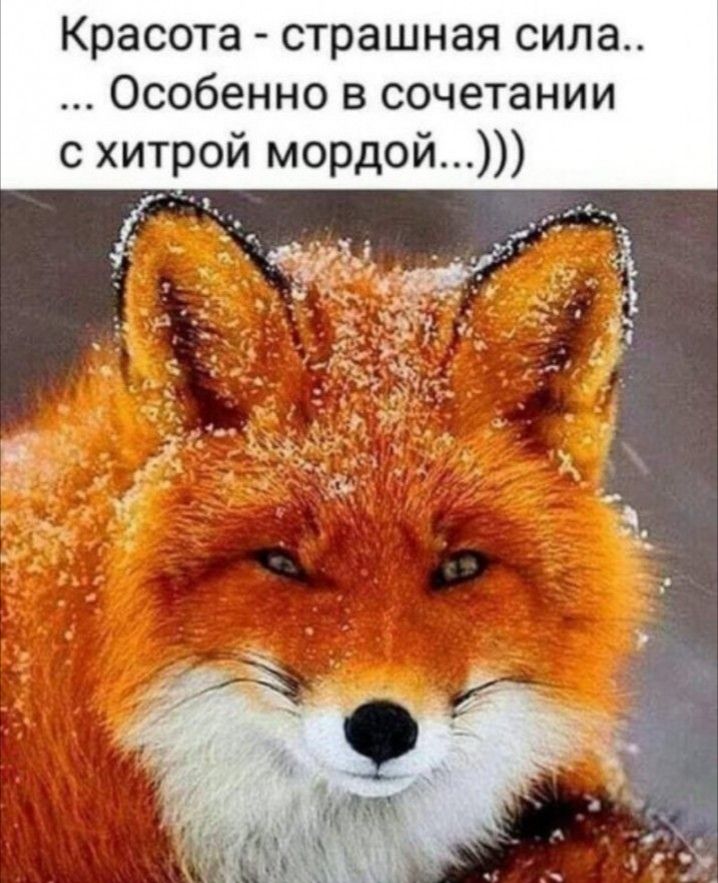 Красота страшная сила Особенно в сочетании с хитрой мордой