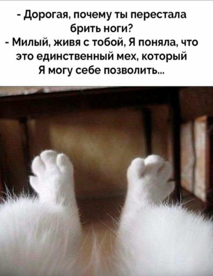 дорогая почему ты перестала брить ноги Милый живи с тобой Я поняла что это единственный мех который Я могу себе позволить