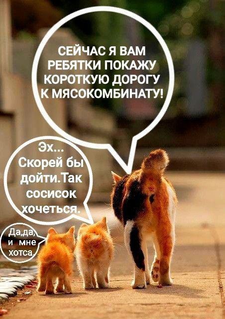 Ю дОРОГУ И ПОКАЖУ У МЯЩОМБИНАТУ шихсявдм