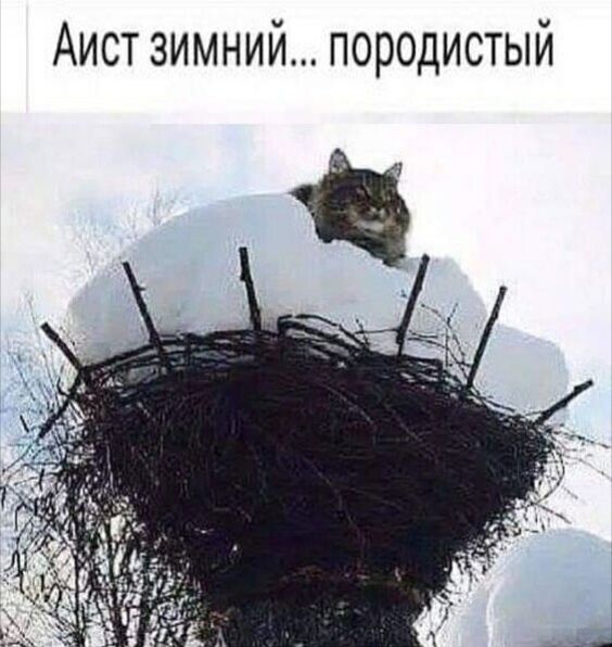 Аист зимний породистый