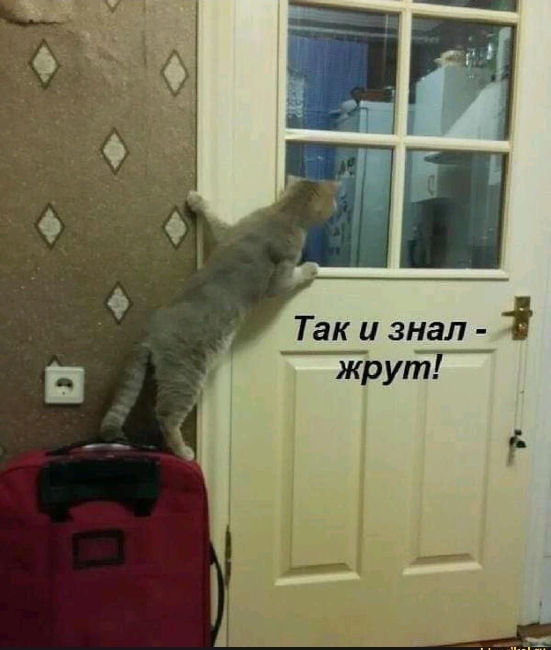 Так и знал жрут