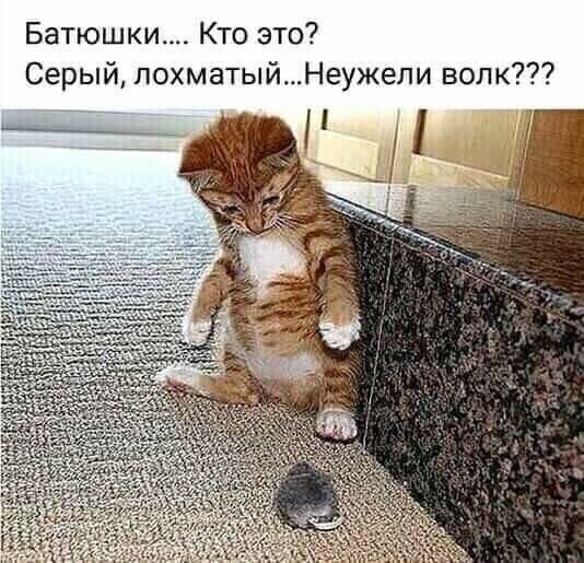 Батюшки Кто это Серый лохматыйНеужепи волк