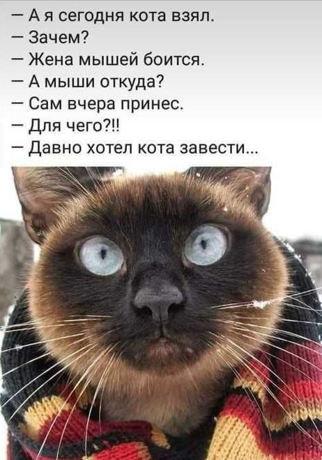 А я сегодня кота взял Зачем Жена мышей боится А мыши откуда Сам вчера принес Для чего Давно хотел кота завести