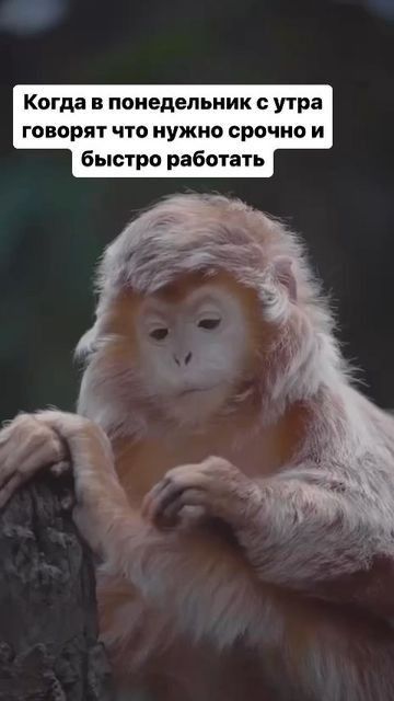 Когда в понедельник с утра ГОВОРЯТ ЧТО НУЖНО СРОЧНО И быстро работать
